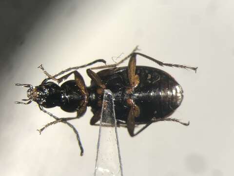 Image of Agonum (Olisares) aeruginosum Dejean 1828