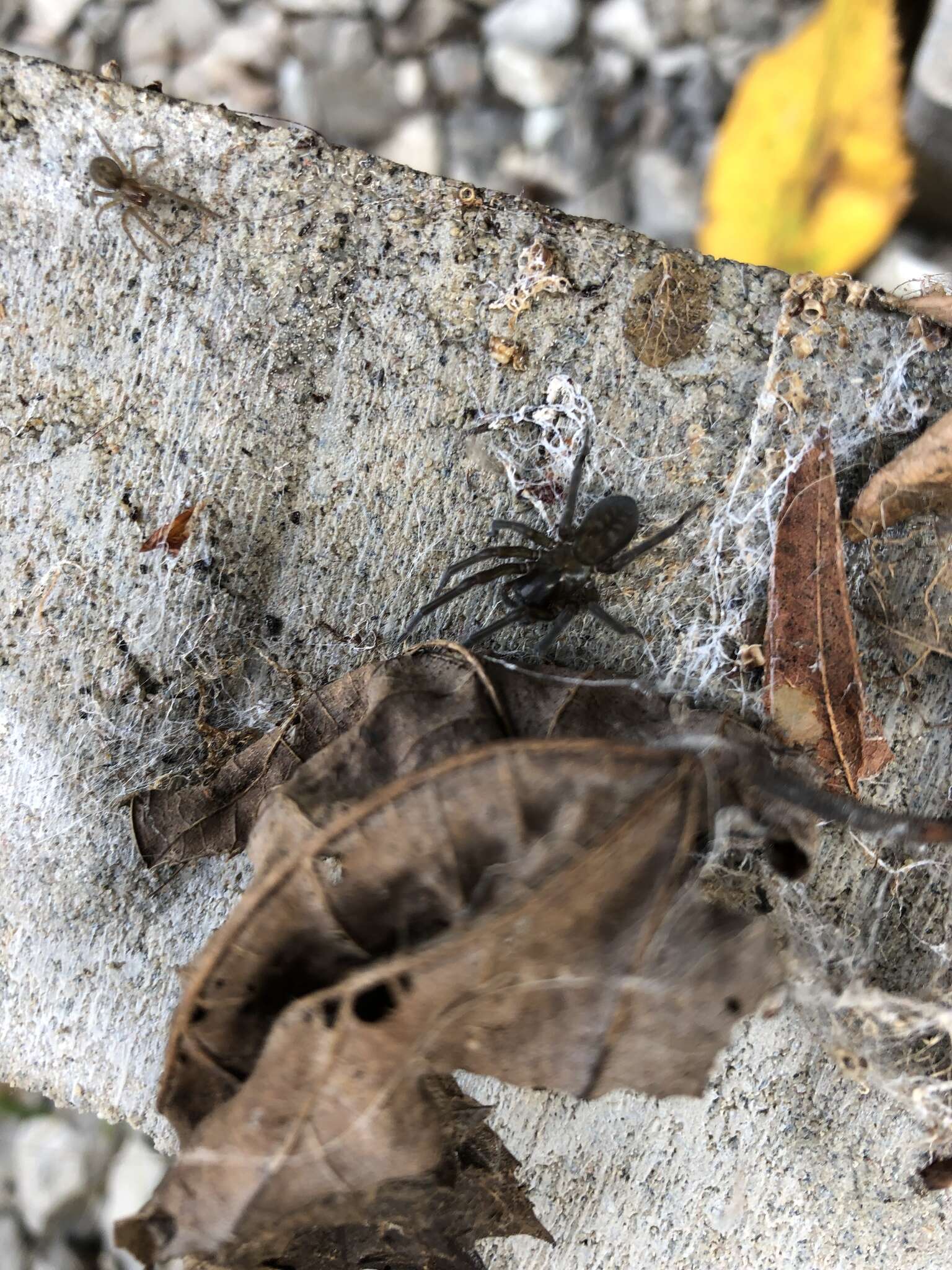 Image of Black lace-weaver