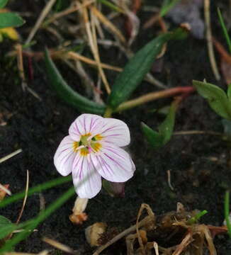 Claytonia tuberosa Pall. ex Willd. resmi