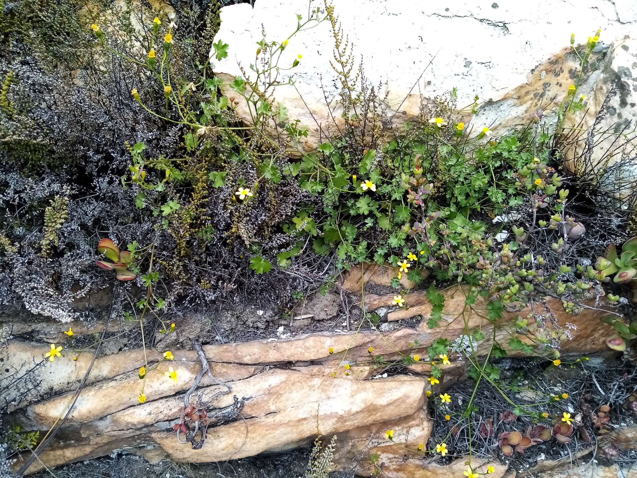 Image of Cineraria lobata L'Hér.