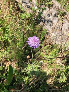 Image of Scabiosa columbaria subsp. uniseta (Savi) Zangh.