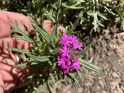 Image of Chiricahua Mountain mock vervain