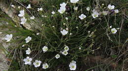 Plancia ëd Cherleria laricifolia (L.) Iamonico