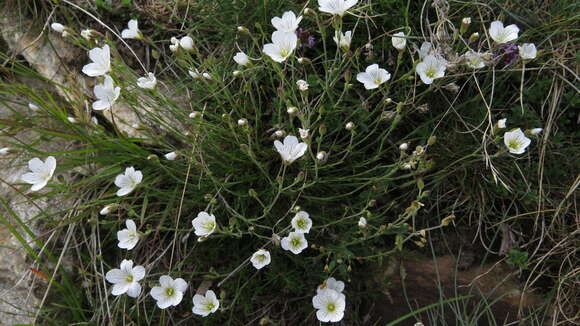 Image of Cherleria laricifolia (L.) Iamonico