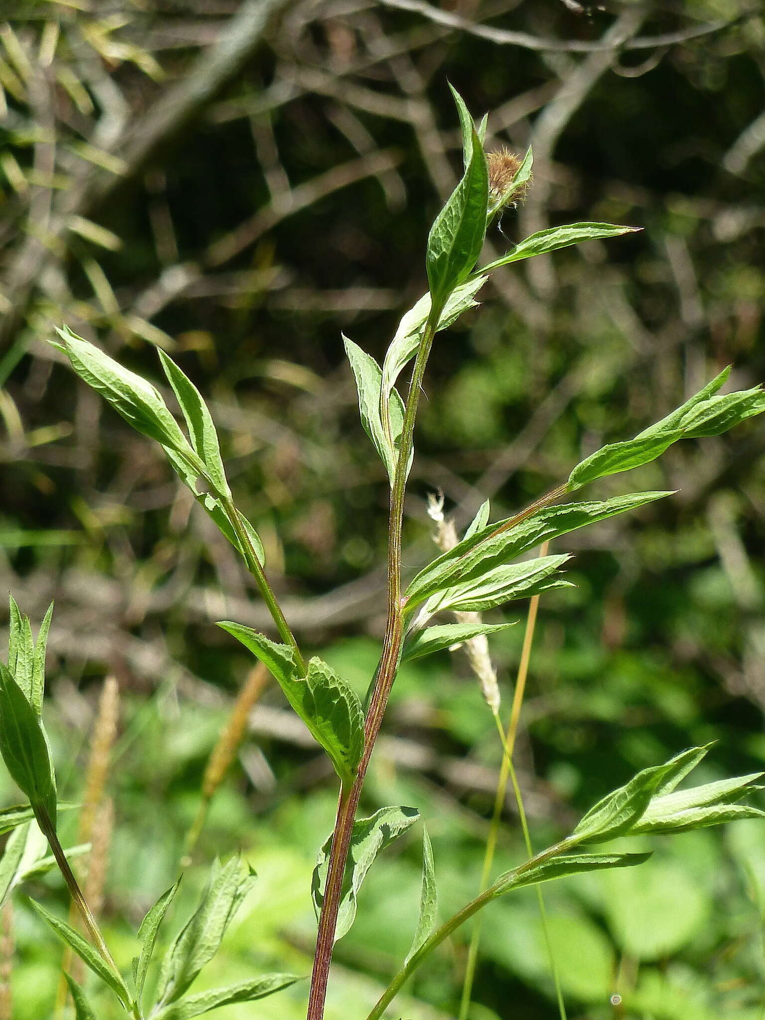 Image of Centaurea phrygia subsp. pseudophrygia (C. A. Mey.) Gugl.