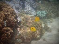 Image of Indian Teardrop Butterflyfish