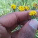 Image of Senecio othonniflorus DC.