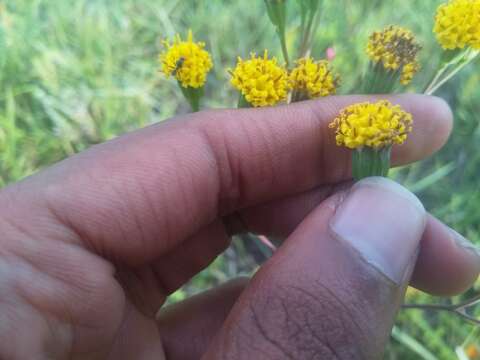 Image of Senecio othonniflorus DC.