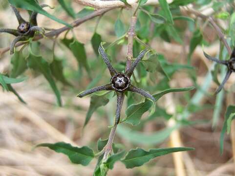 Image of Matelea trachyantha (Greenman) W. D. Stevens