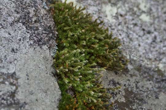 Image of Underwood's spikemoss