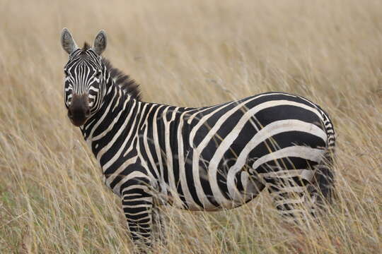 صورة Equus quagga borensis Lönnberg 1921