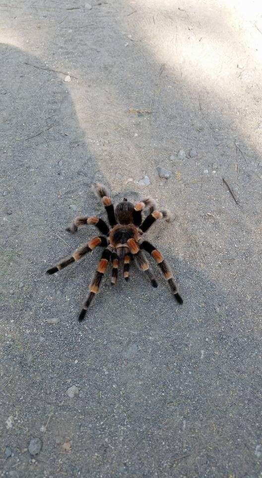 Image of Brachypelma hamorii Tesmoingt, Cleton & Verdez 1997