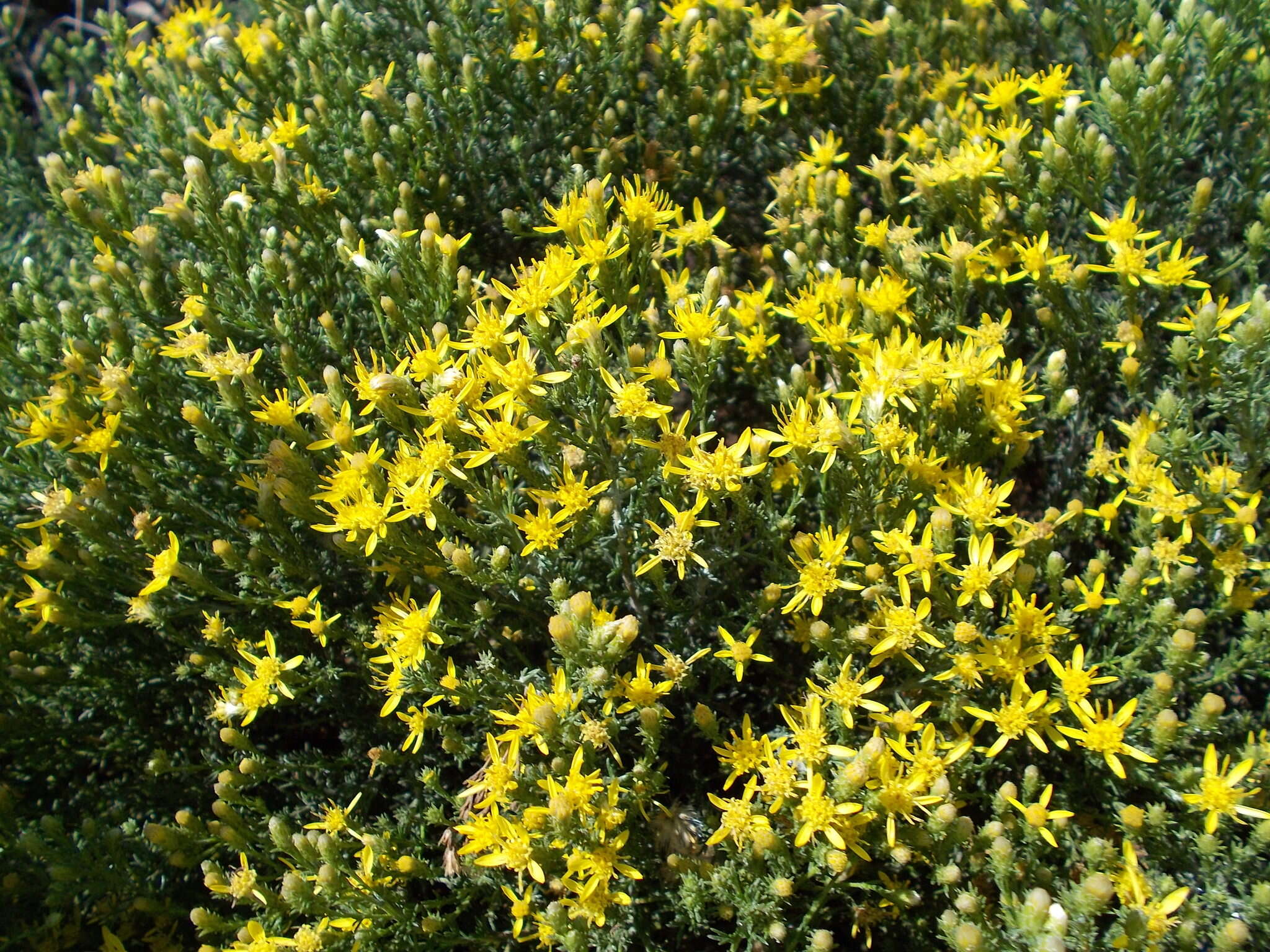 Image of California goldenbush