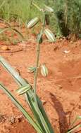 Image of Albuca glauca Baker