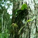Image of Angraecum rhynchoglossum Schltr.