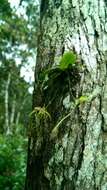 صورة Angraecum rhynchoglossum Schltr.