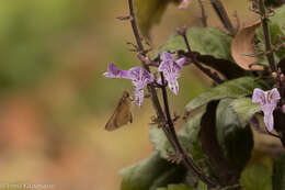 Image of Julia's Skipper