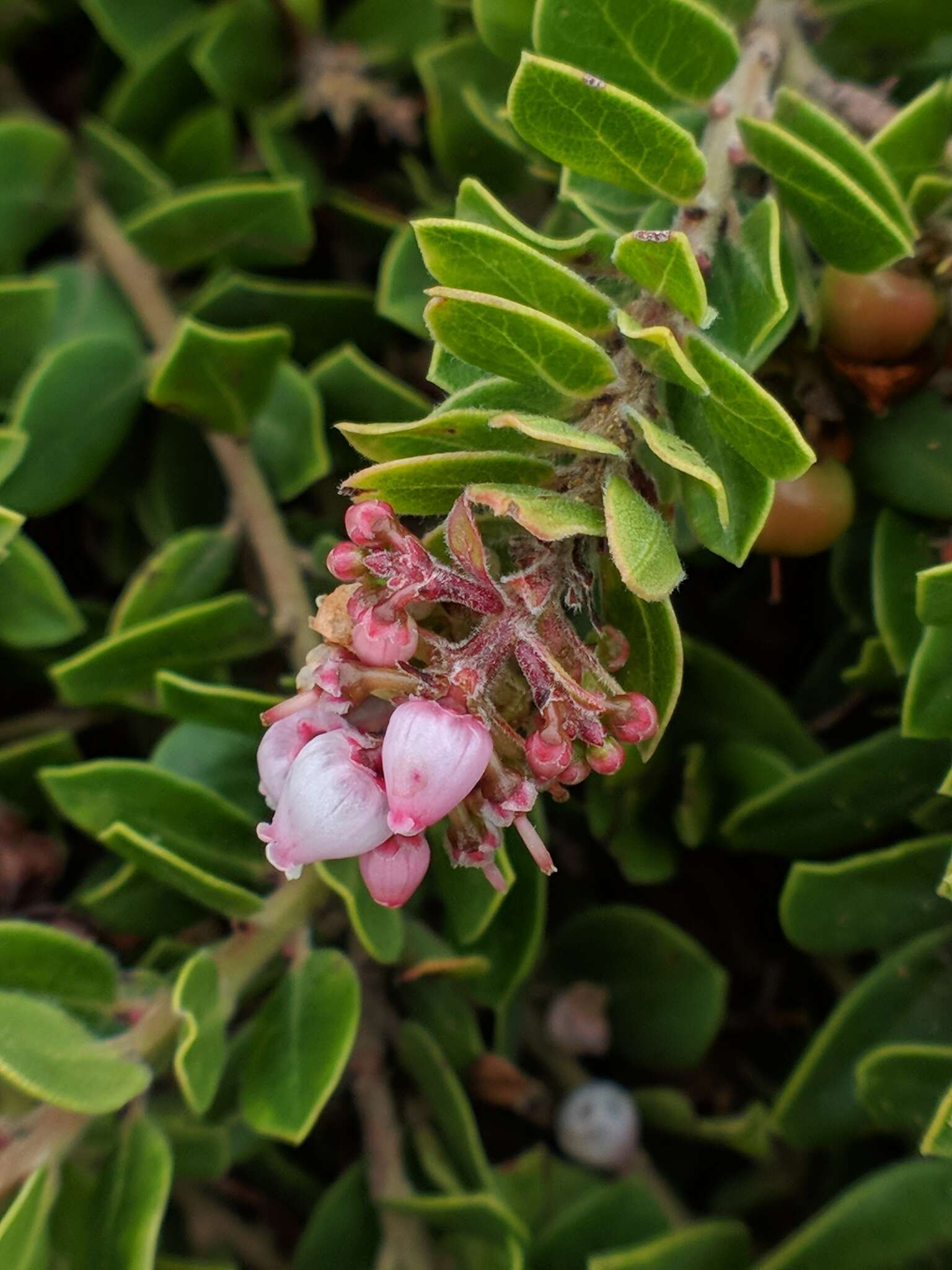 Image of Little Sur manzanita