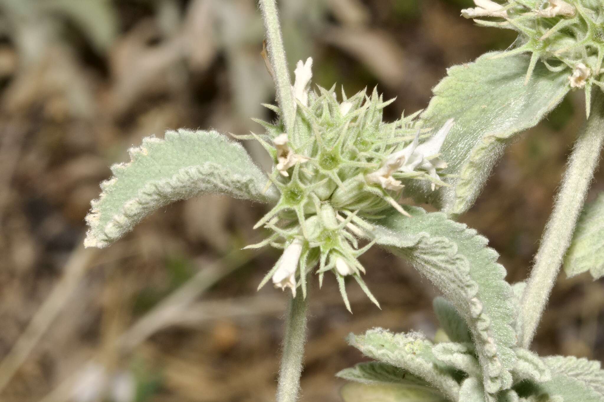 Слика од Marrubium incanum Desr.