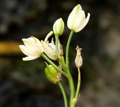 Image of Ornithogalum rogersii Baker