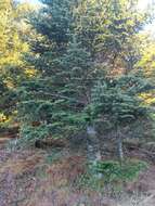 Image of Fraser Fir