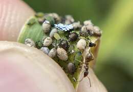 Image of Corn leaf aphid