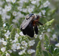 Image of Centris rhodopus Cockerell 1897