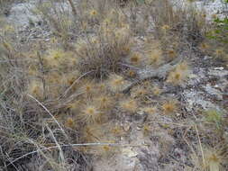 Image of Spinifex longifolius R. Br.