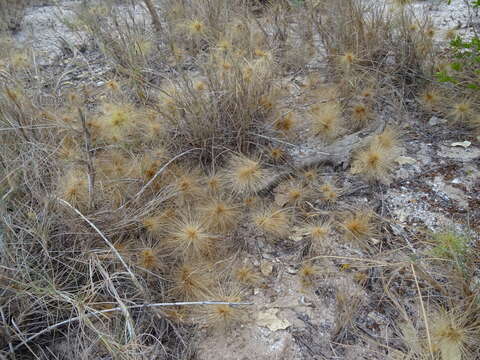 Imagem de Spinifex longifolius R. Br.