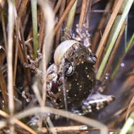 Image of Scinax granulatus (Peters 1871)