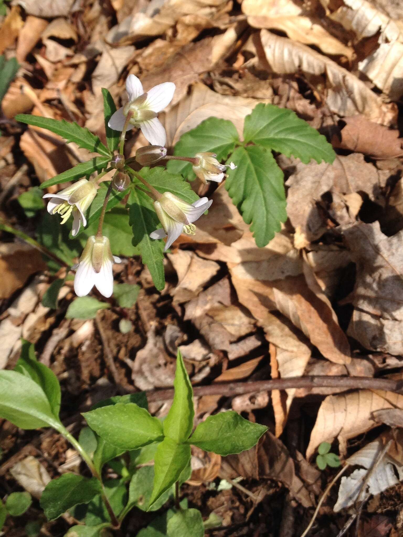 Imagem de Cardamine angustata O. E. Schulz