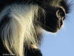 Image of Colobus angolensis palliatus Peters 1868