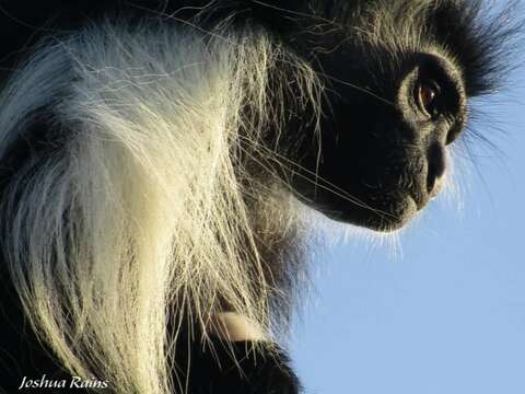 Image of Colobus angolensis palliatus Peters 1868