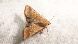 Image of cotton bollworm