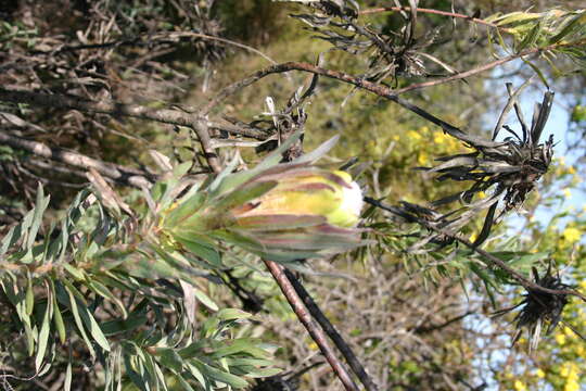 Imagem de Protea coronata Lam.