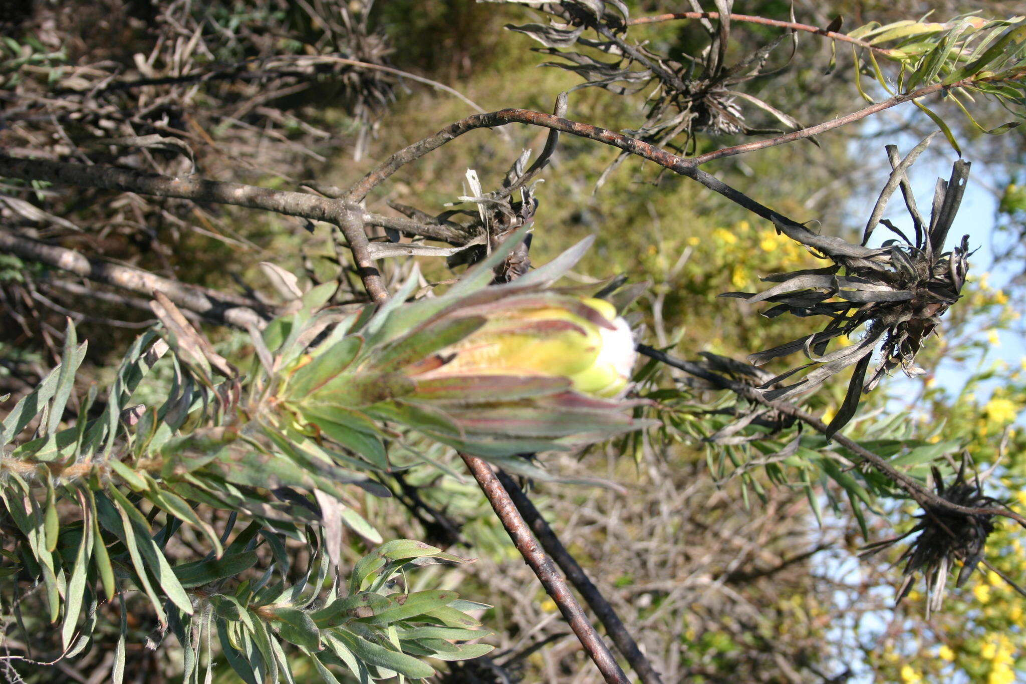 Plancia ëd Protea coronata Lam.