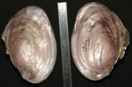 Image of Pink Papershell