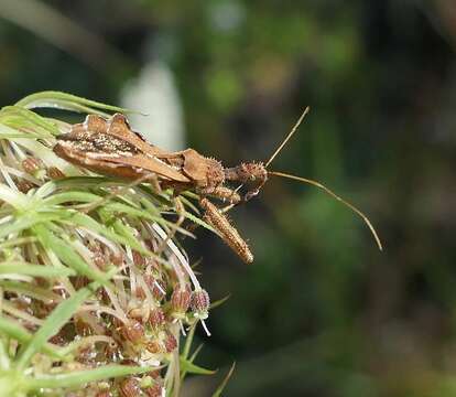 Image of Spined Assassin Bug