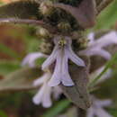 Image of Bugle plant