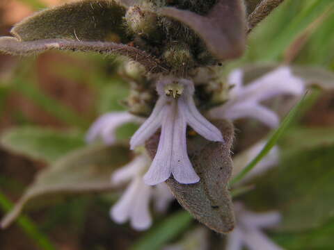 Image of Bugle plant