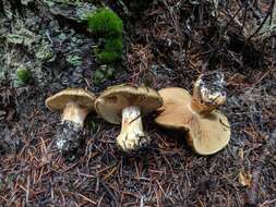 Image of Cortinarius luteicolor Ammirati, Bojantchev, Niskanen & Liimat. 2014