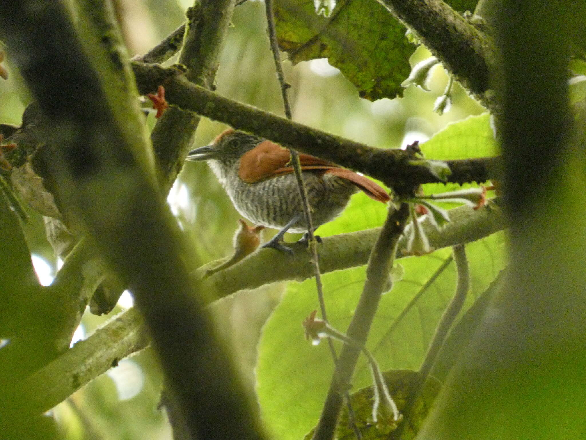 Image of Bar-crested Antshrike