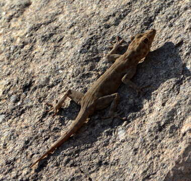 Image of Boulton’s Namib Day Gecko