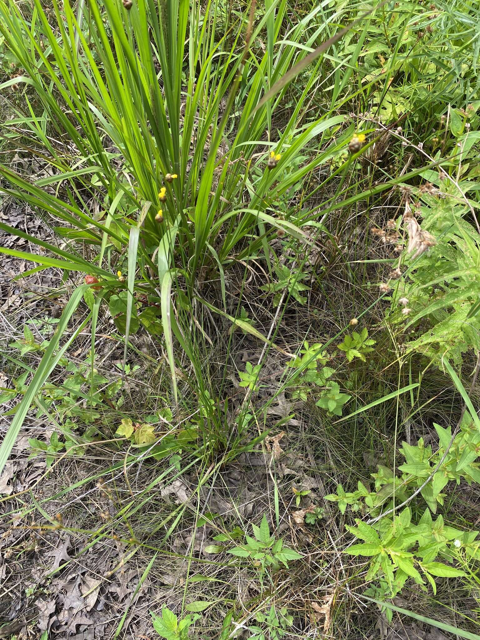 Image of Twisted yellow-eyed grass