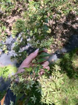 صورة Backhousia myrtifolia Hook. & Harv.