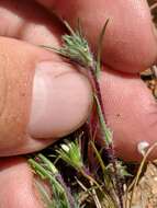 Image of dwarf western rosinweed