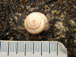 Image of Maritime gardensnail