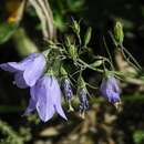 Image de Campanula bertolae Colla