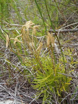 Imagem de Diphasiastrum zanclophyllum (J. H. Wilce) Holub