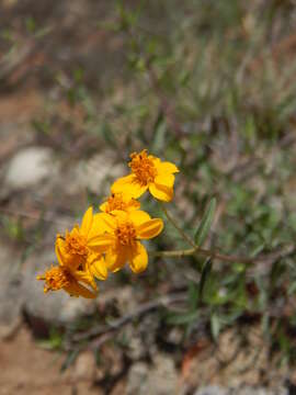 Image of Perymenium mendezii DC.